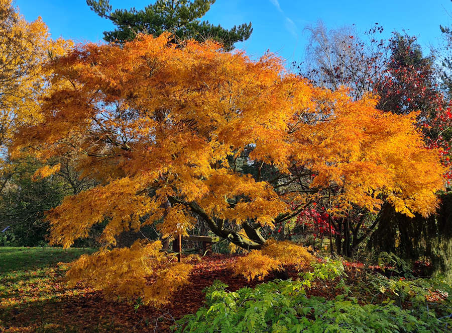 Acer autumn colour at Bluebell Arboretum and Nursery